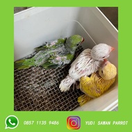 Indian Ringneck Parrot