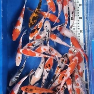 BIBIT IKAN KOI BLITAR SIZE 12-14