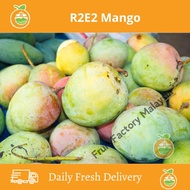 💯 Fresh R2E2 MANGO 💯Buah-Buahan FRESH R2E2 MANGO/ Mangga R2E2 1KG +/- each