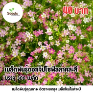 Mixed Color Gypsophila Seeds 300