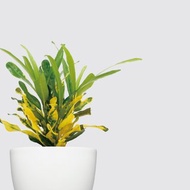 │ 犀力系列 │ 金鑽變葉木 - 水耕盆栽 自動補水 室內植物