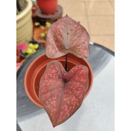 Darth Maul Caladium Anak Pokok Keladi Darth Maul