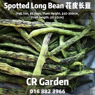 Spotted Long Bean 6 Seeds 花皮长豆6粒 (Full Sun, 65 Days, Plant Height: 240-300cm,  Fruit Length: 25-35cm