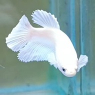 Hobby Hm White Platinum + Halfmoon White Platinum Grade A+ +