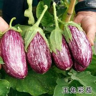 紫白長茄子花茄種子 種籽泰國彩茄種籽四季菜種籽春季陽臺盆栽蔬菜種子 種籽