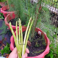 Biji Benih Asparagus 15pcs Vegetable Seeds Vege Seed Sayur Sayuran