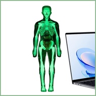 Human Body Anatomy Model Glow in Dark Skeleton Anatomical Figure Human Body Structure Model for Age 