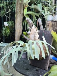 大量鹿角蕨側芽