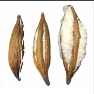 Buah Kekabu Kering Untuk Bantal Asli Dried Ceiba Pentandra Natural Cotton Pillow Filling