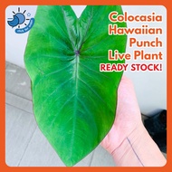 ⭐ READY STOCK ⭐ Colocasia Hawaiian Punch / Keladi Hawaiian Punch / Live Plant / Taro / Elephant Plant / Pokok Hidup