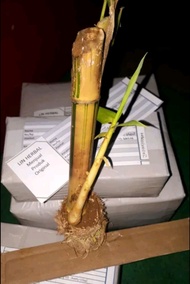 PRODUK LARIS Jual Bibit Bambu kuning Mini Bambu Kuning Asli Original /Pics