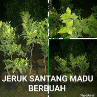BIBIT JERUK SANTANG MADU ASLI BERBUAH BESAR HASIL CANGKOK POHON BUAH