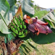 bibit pisang brazil mini