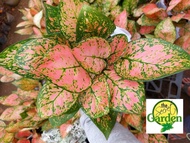 Aglaonema Orange Valentine (Lush) with FREE plastic pot and garden soil (Indoor Plant Real Plant and