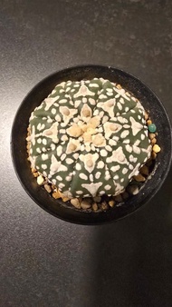 海星兜，琉璃V兜