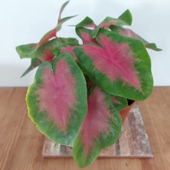 Caladium Pink Hearts Indoor House Potted Plant