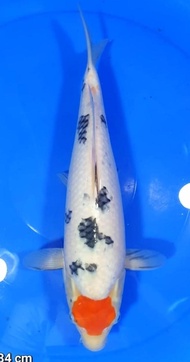 Ikan Koi Tancho Sanke Import Jepang/ Sakai Fish Farm / Code 88