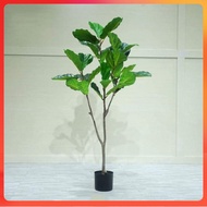 POKOK HIASAN FIDDLE FIG ARTIFICIAL PLANT 130CM POKOK HIASAN FIDDLE FIG READY STOCK