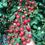 Biji Sweet Cherry Tomato Seeds - Speedy Variety 300 Seeds Dwarf Tomato Vegetable Seeds for Planting 