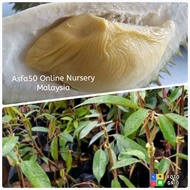 Pokok Durian Asfa / Asfa50 / Anak Pokok Durian