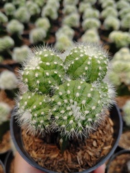 kaktus grafting noto cluster
