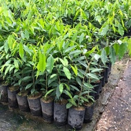 Agarwood Tree Pokok Gaharu 沉香树🔥Ready Stock🔥 Sabah Sarawak Chat dulu Gaharu Plant 沉香树苗 Aquilaria seedlings 🌱