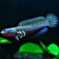 Channa Blue Pulchra 10CM Grade A