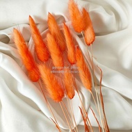 Dried Candy Colour Lagurus/Rabbit Tail Kelinci Bunga Kering Warna - Orange