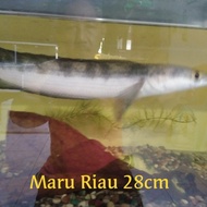 Channa Maru Riau 30+-cm