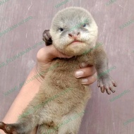 anakan otter 3 bulan