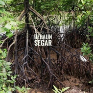 Anak Pokok Bakau Kurap