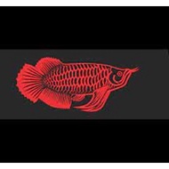 Arowana Aquarium Decal - Arowana Fish Decal