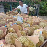 Ready Gan Durian Montong Utuh Ready Gan