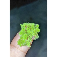 Azolla - Sesuai Induk Biak (water fern - microphylla) Super Food untuk Haiwan Peliharaan