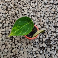 Tanaman hias anthurium forgetii variegata 008