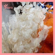 Dried Lunaria Leaves (Moonlight Leaves) Interior Decoration, Decor - Hara Dried Flowers