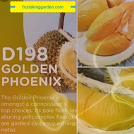 Anak Pokok Durian Golden Phoenix (D198)2.5 Feet ++ [WEST MALAYSIA ONLY]