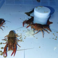 自動大閘蟹 青蟹 梭子蟹 南美白對蝦 泥鰍養殖箱 提供技術