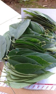 1 kg Daun cincau Hijau Segar / bukan cincau rambat bulu