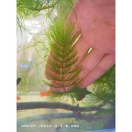 Goldf Goldfish Algae Aquatic Plants Not 10 Pieces In A Set