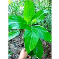 Stock)-- 30 pieces of LEMPONG Fig Leaves/[MULTIFUNCTIONAL LEAVES] Maternity- leaves- Ara- furnace-st