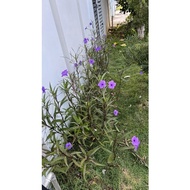 Pokok Purple Wild Mexican Petunia/Bunga Ruellia