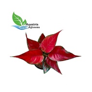 RUBY GARUDA - Tanaman Hias Aglonema / Aglaonema