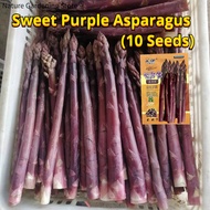 เมล็ดพันธุ์ หน่อไม้ฝรั่ง บรรจุ 10เมล็ด Purple Asparagus Seed Organic Vegetable Seeds for Planting หน่อไม้ฝรั่งสีม่วง เมล็ดหน่อไม้ฝรั่ง ผักออร์แกนิก เมล็ดพันธุ์ผัก บอนไซ พันธุ์ผัก เมล็ดผัก เมล็ดพันธุ์พืช ผักสวนครัว ของแท้100% ง่ายต่อการเติบโต เมล็ดงอกสูง