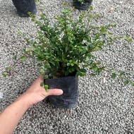 GPS Green Plant Society Live plant Carmona Retusa Fukien Tea 福建茶 9x9