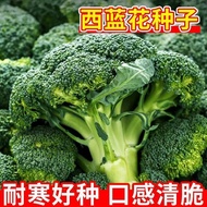 Genuine Broccoli Seeds Four Seasons Cauliflower Broccoli Seeds Cold Resistant High Production Autumn