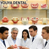 Dental Implant Practice Model Maxillary Mandibular Implant Model Tooth Extraction Model For Students