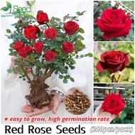 [Fast Germination] Red Rose Bonsai Seeds Flower Seeds for Planting (200 Pcs/pack, Suitable for Growing In Malaysia) 红玫瑰籽 Pokok Bunga Hidup Potted Flower Plants Live Indoor Flowering Plants Outdoor Real Plant Seed Garden Gardening Deco Benih Pokok Bunga