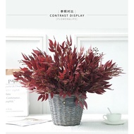 New Leaf Seed Eucalyptus