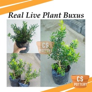 Pokok Hidup Bonsai Buxus Real Live Plant Buxus Boxwood 黄杨盆栽
